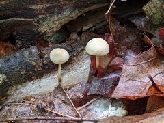 Marasmius delectans