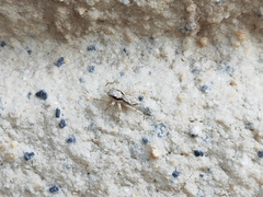 Menemerus bivittatus