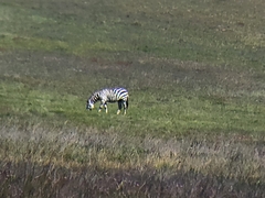 Equus quagga