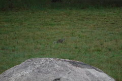 Poliocitellus franklinii