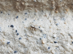 Menemerus bivittatus