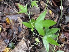 Passiflora suberosa