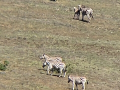 Equus quagga