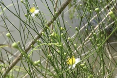 Chloracantha spinosa