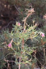 Oenothera