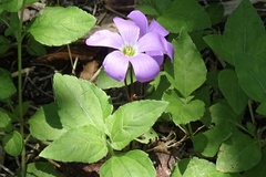 Oxalis drummondii