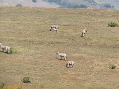 Equus quagga