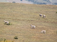 Equus quagga