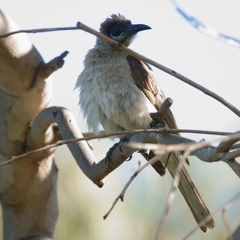 Philemon citreogularis