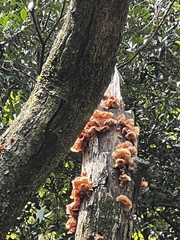 Phyllotopsis nidulans