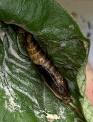 Peribona venosa