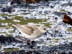 Calidris ruficollis