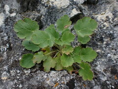 Heuchera cylindrica