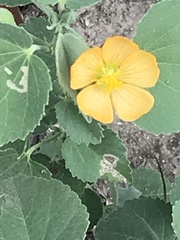 Abutilon fruticosum