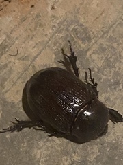 Pentodontini