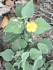 Abutilon fruticosum