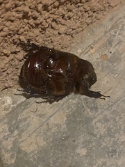 Pentodontini