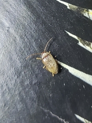 Ptilodactyla