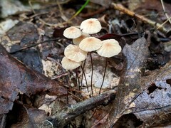 Marasmius bellipes