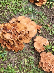 Desarmillaria caespitosa