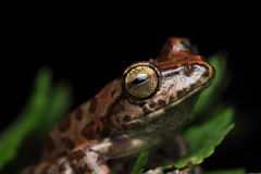 Ghatixalus variabilis