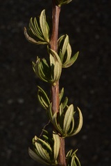 Eriogonum fasciculatum fasciculatum