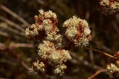 Eriogonum fasciculatum fasciculatum