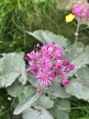 Adenostyles leucophylla