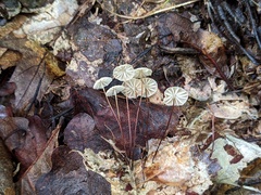 Marasmius bellipes