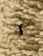 Aedes albopictus