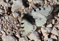Parnassius smintheus