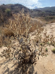 Argemone munita