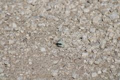 Parnassius smintheus