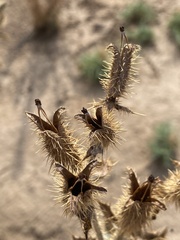 Argemone munita