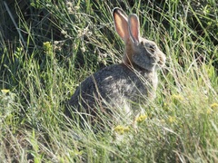 Sylvilagus nuttallii