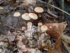 Marasmius bellipes