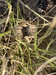 Phrynosoma cornutum