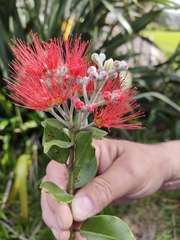 Metrosideros excelsa