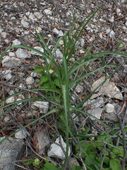 Tragopogon dubius