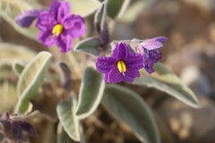 Solanum quadriloculatum