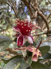 Feijoa sellowiana