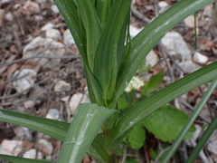 Tragopogon dubius