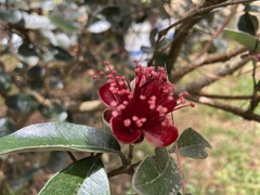 Feijoa sellowiana