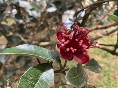 Feijoa sellowiana
