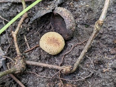 Scleroderma areolatum