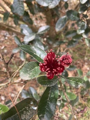 Feijoa sellowiana