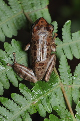 Ghatixalus variabilis