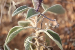 Solanum quadriloculatum