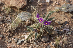 Solanum quadriloculatum