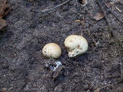 Scleroderma areolatum